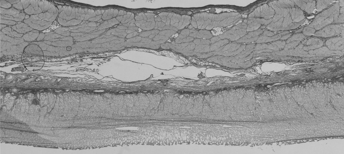 Histology